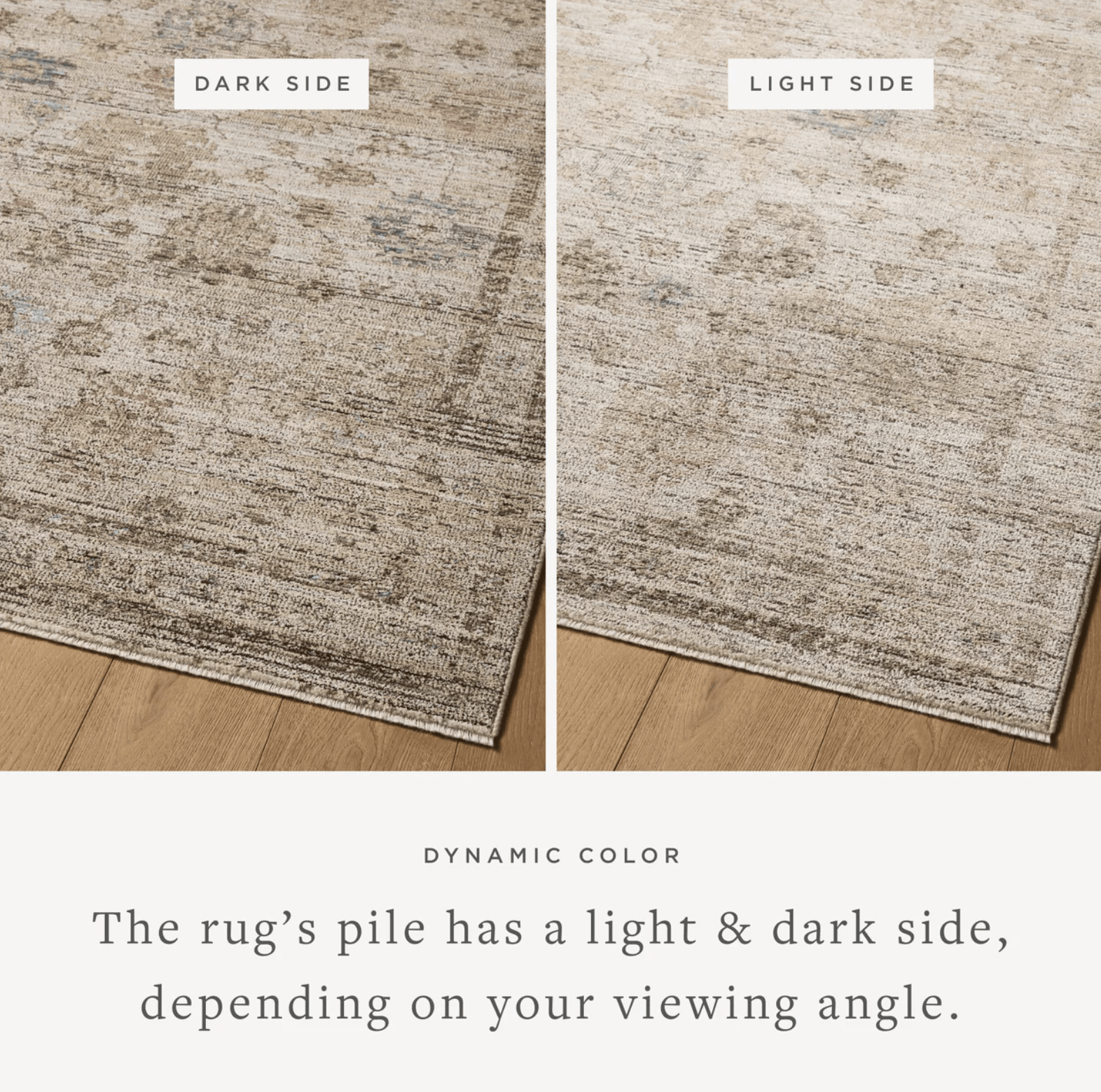 Delphine Rug by Loloi - Plain Jane Interiors